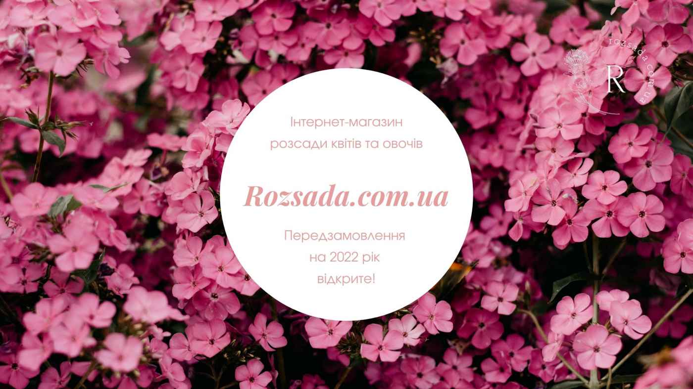 Rozsada.com.ua. Що ми продаємо? Найкращі сорти квітів та овочів з Голландії
