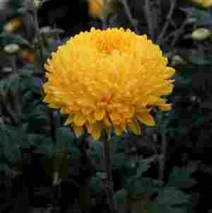 Хризантема саджанець Креміст (жовта) - для зрізу