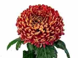 Хризантема саджанець Bislet (червона) - для зрізу