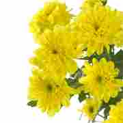 Хризантема саджанець Zembla Yellow (жовта)