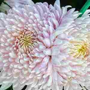 Хризантема саджанець Mila (біло-рожева)