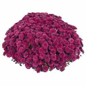 Хризантема саджанець Meridian Cherry Purple рання (темно-рожева)