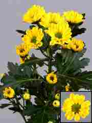 Хризантема саджанець Rossi Yellow (жовта)