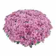Хризантема саджанець Meridian Homerun Pink рання (рожевий)