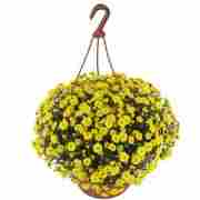 Хризантема ампельна саджанець Skyfall Yellow (жовта)