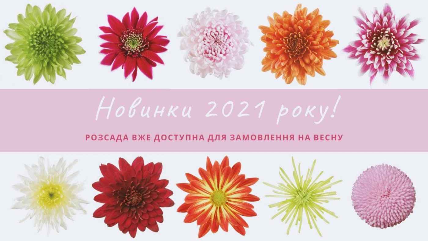 Rozsada.com.ua.Хризантема. Більше 350 сортів