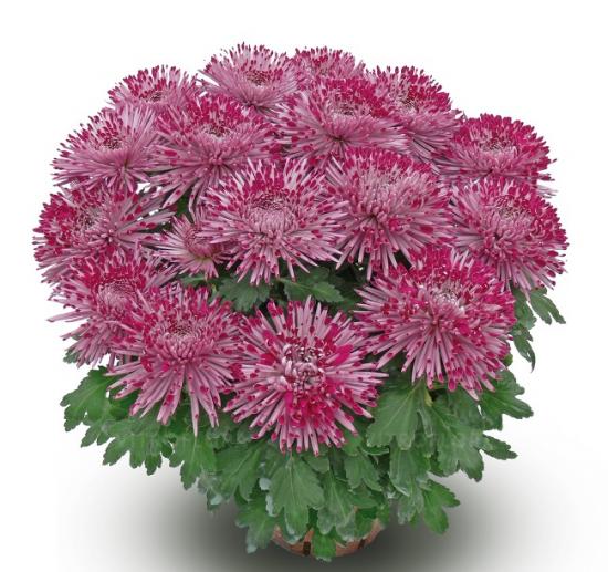 Хризантема саджанець Santosh Violet  (фіолетовий)