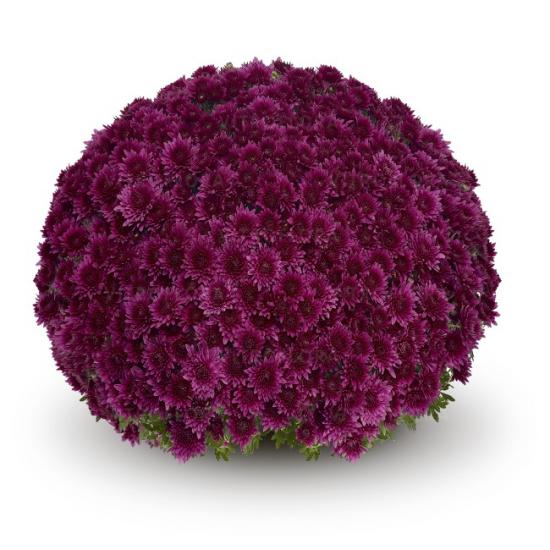 Хризантема черенок Sorini Mauve (филетовый)