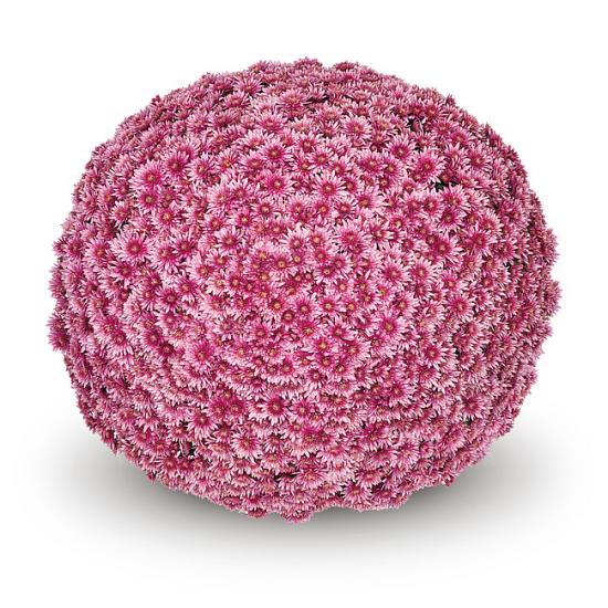 Хризантема саджанець Sorini Pink (темно-рожевий)