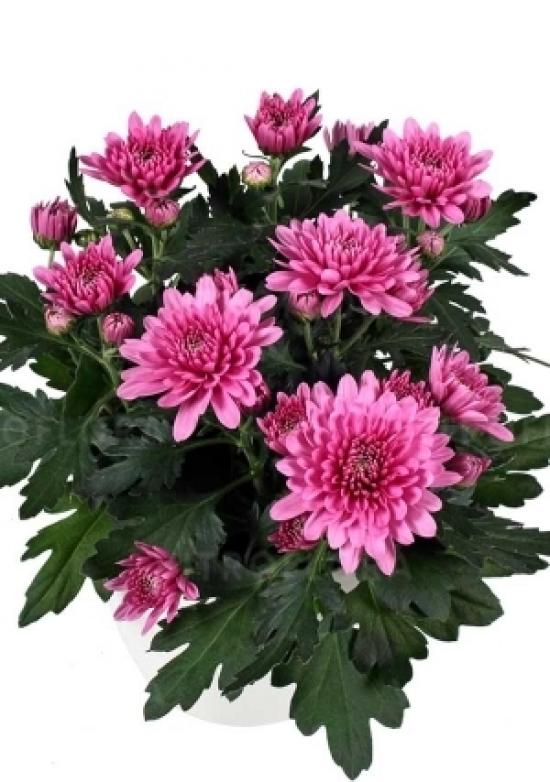 Хризантема черенок Da Vinci Dark Pink (темно-розовый)
