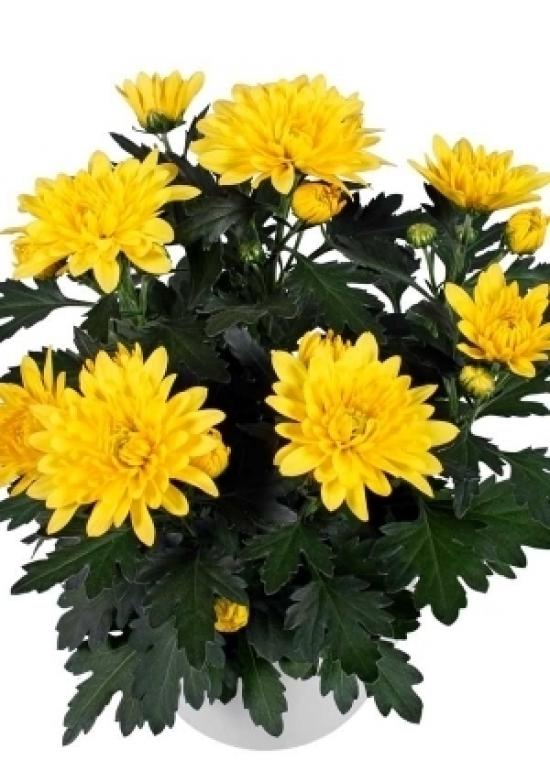Хризантема черенок Da Vinci Yellow (желтый)