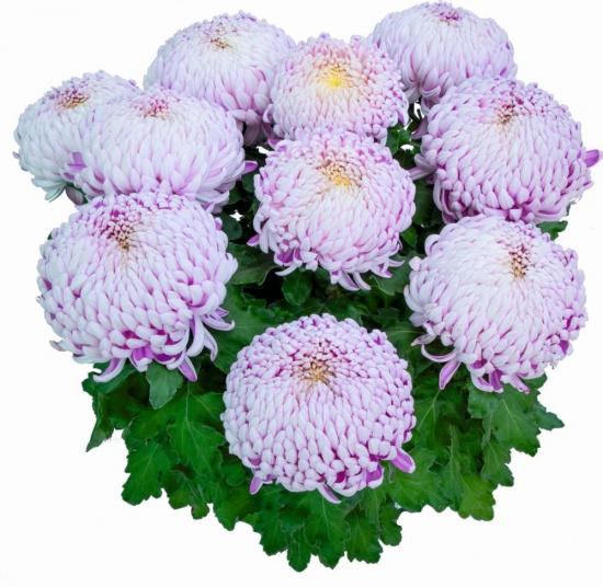 Хризантема черенок Agora Mauve (фиолетовый)