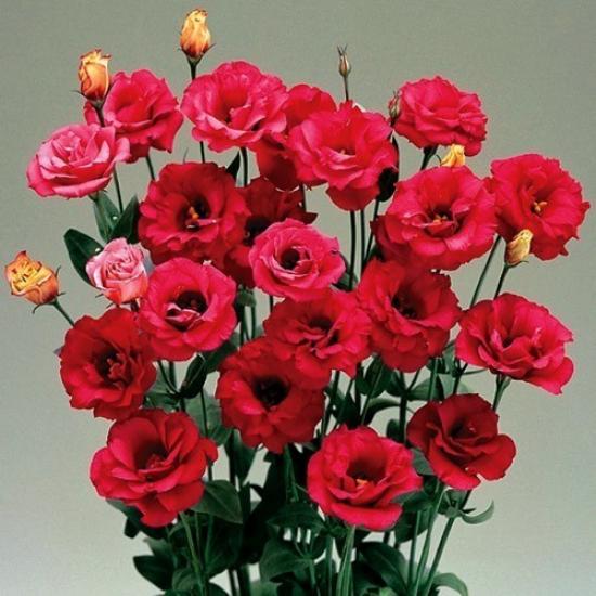 Эустома черенок Mariachi Carmine (красный)