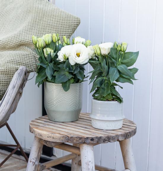 Еустома саджанець Julietta White (белая)