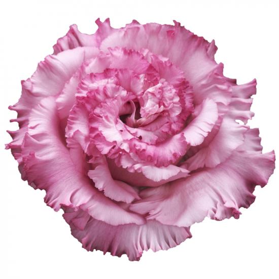 Эустома черенок Corelli 3 Deep Pink (розовая)