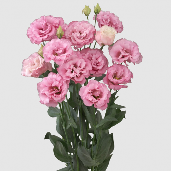 Эустома черенок Corelli 3 Deep Pink (розовая)