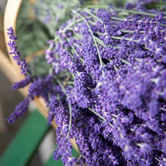 Лаванда Vera (синяя) рассада