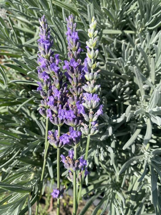 Лаванда Provance (синяя) рассада