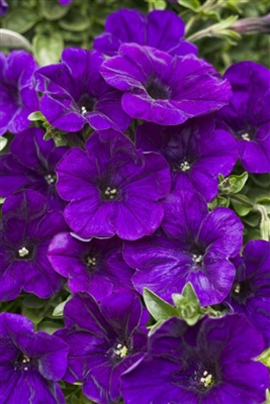 Supertunia mini Vista Blue Violet