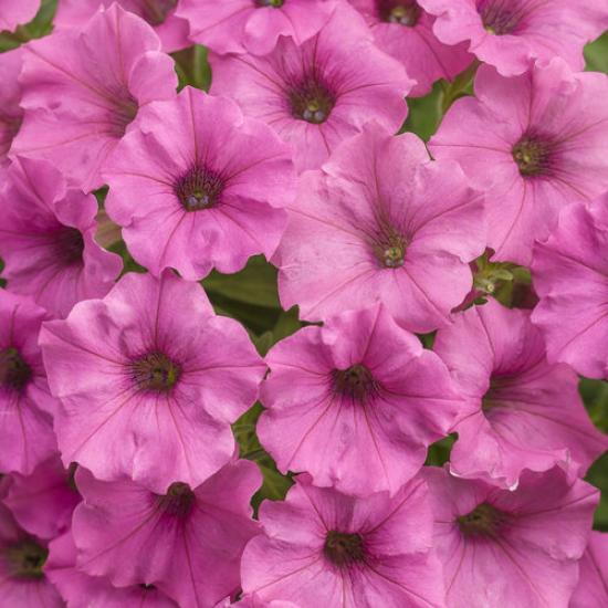 Supertunia mini Vista Hot Pink