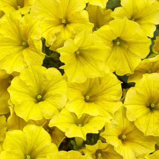 Supertunia mini Vista Yellow