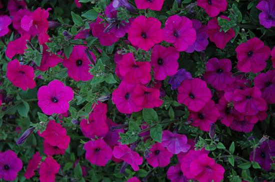 Розсада Петунія Tidal Purple (темно-рожевий)