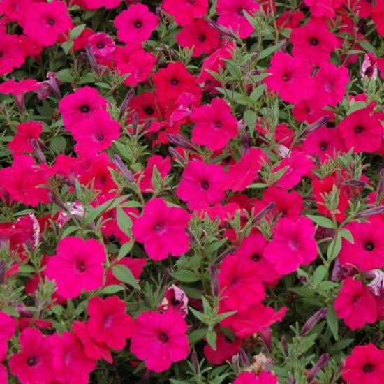 РоссадаTidal Wave Cherry (розовый)