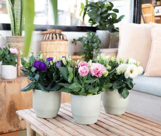 Еустома саджанці низькорослих еустом