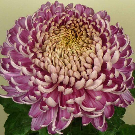 Хризантема саджанець Cassandra Pink (рожева)