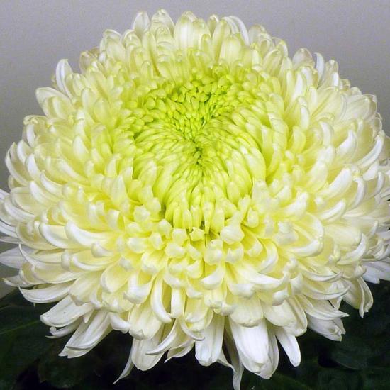 Хризантема саджанець Cassandra White (білий)