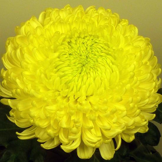 Хризантема саджанець Cassandra Yellow (желтый)