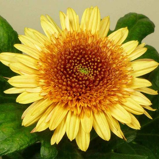 Хризантема саджанець Eleonora Bronze (бронзова)