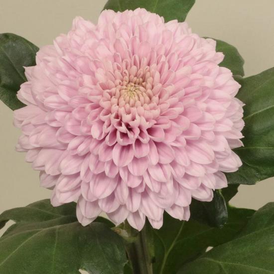 Хризантема черенок Inga Yellow (розовый)