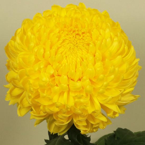 Хризантема черенок Inga Yellow (желтый)