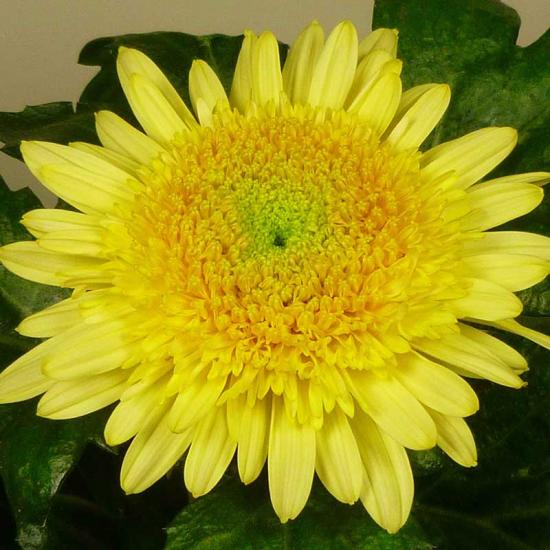 Хризантема черенок Eleonora Yellow (желтый)
