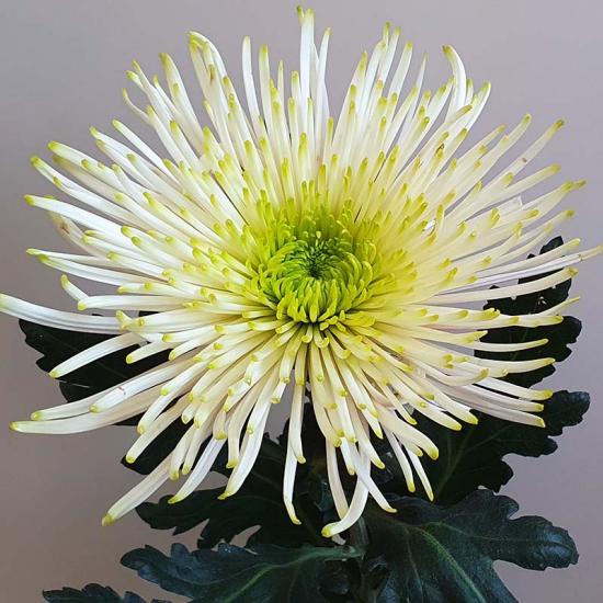 Хризантема черенок Tula Green (белый)