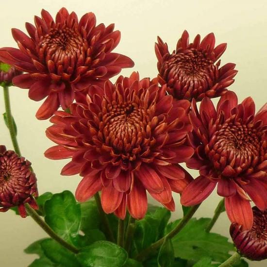 Хризантема черенок Bruno Red (красная)