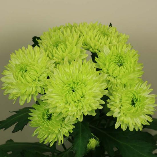 Хризантема черенок Coco Green Imp (зеленый)