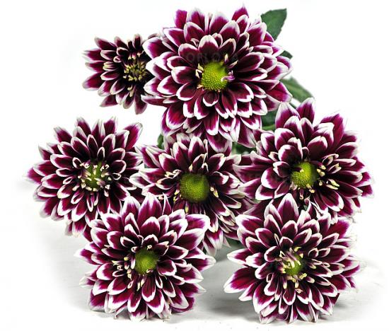 Хризантема черенок Amethyst Dark (фиолетовый)