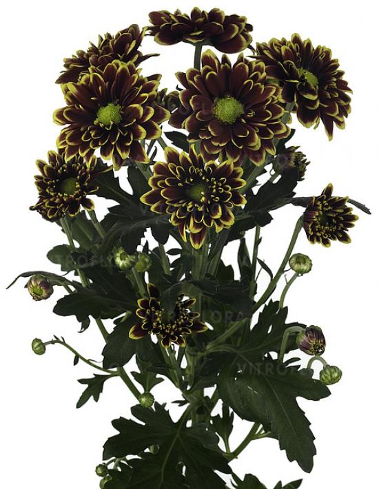 Хризантема черенок Autumn Yellow (темно-коричневый)
