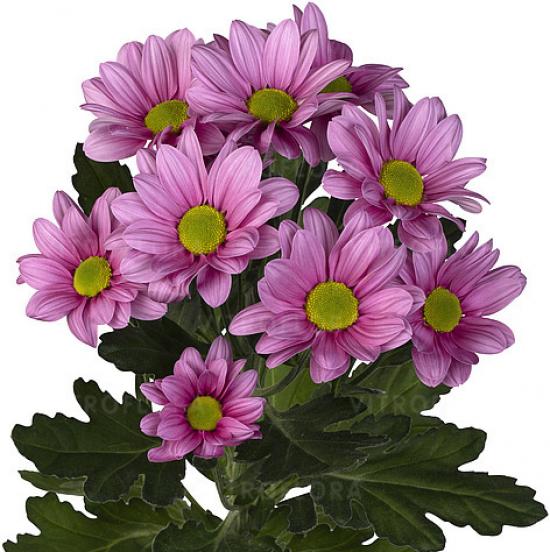 Хризантема черенок Ballerina (розовый)