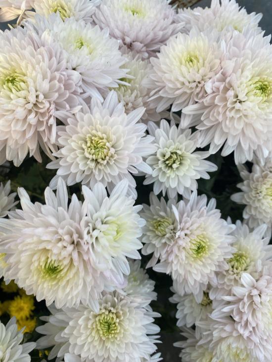 Хризантема черенок Chrystal Lime (бело-зеленая)