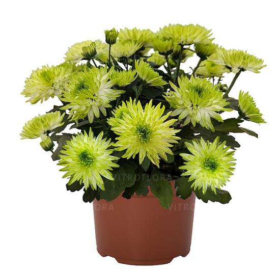 Хризантема саджанець Chrystal Sublime (зелена)