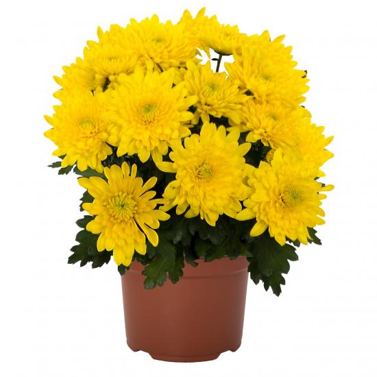 Хризантема саджанець Chrystal Sunshine (жовта)