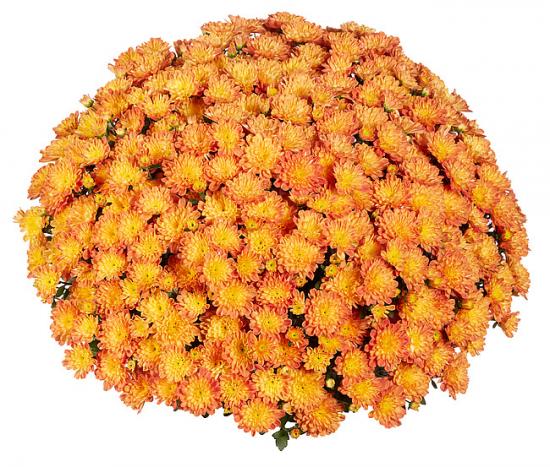 Хризантема черенок Ditto Dark Orange (оранжевый)