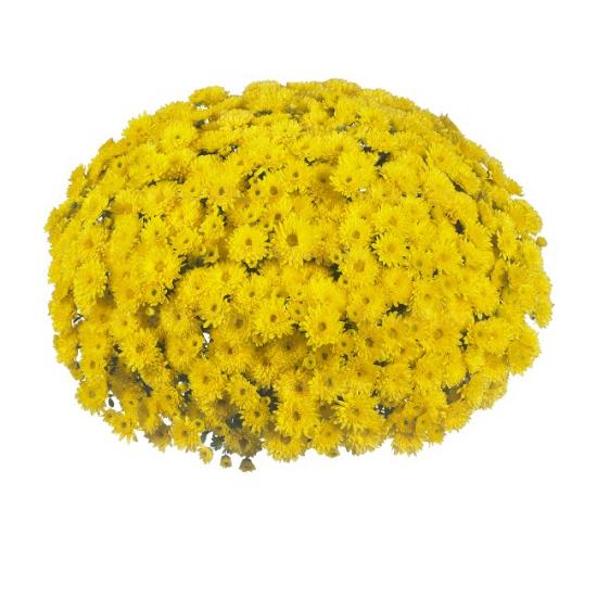 Хризантема саджанець Sunbeam Cruise Yellow (жовта)