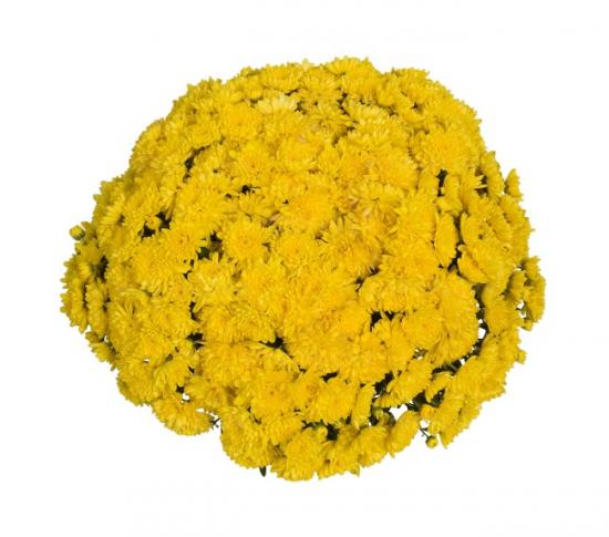 Хризантема саджанець Sunbeam Desire Golden (жовта)