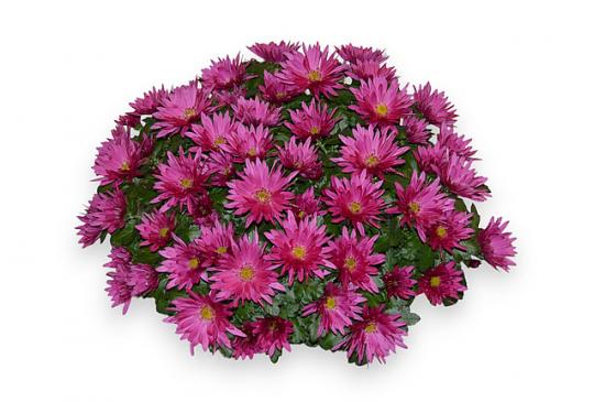 Хризантема черенок Radiant Ray