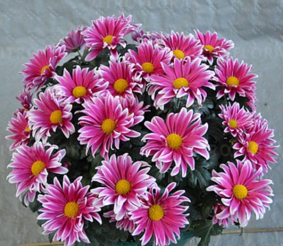 Хризантема саджанець Radiant Light