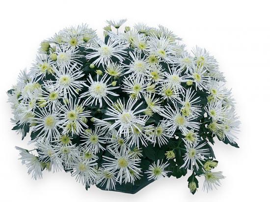 Хризантема саджанець Radiant Blanc